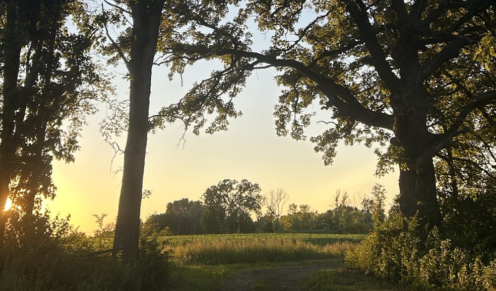 A low-lying field framed by two tall trees and the open blue sky.