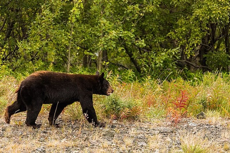 NJ bear hunt returns as human interactions rise statewide The