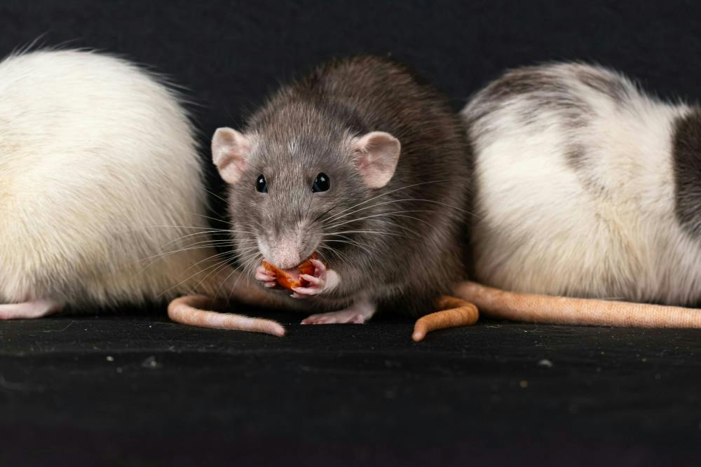 U. professor finds MNPs in newborn rats, outlines implications for ...