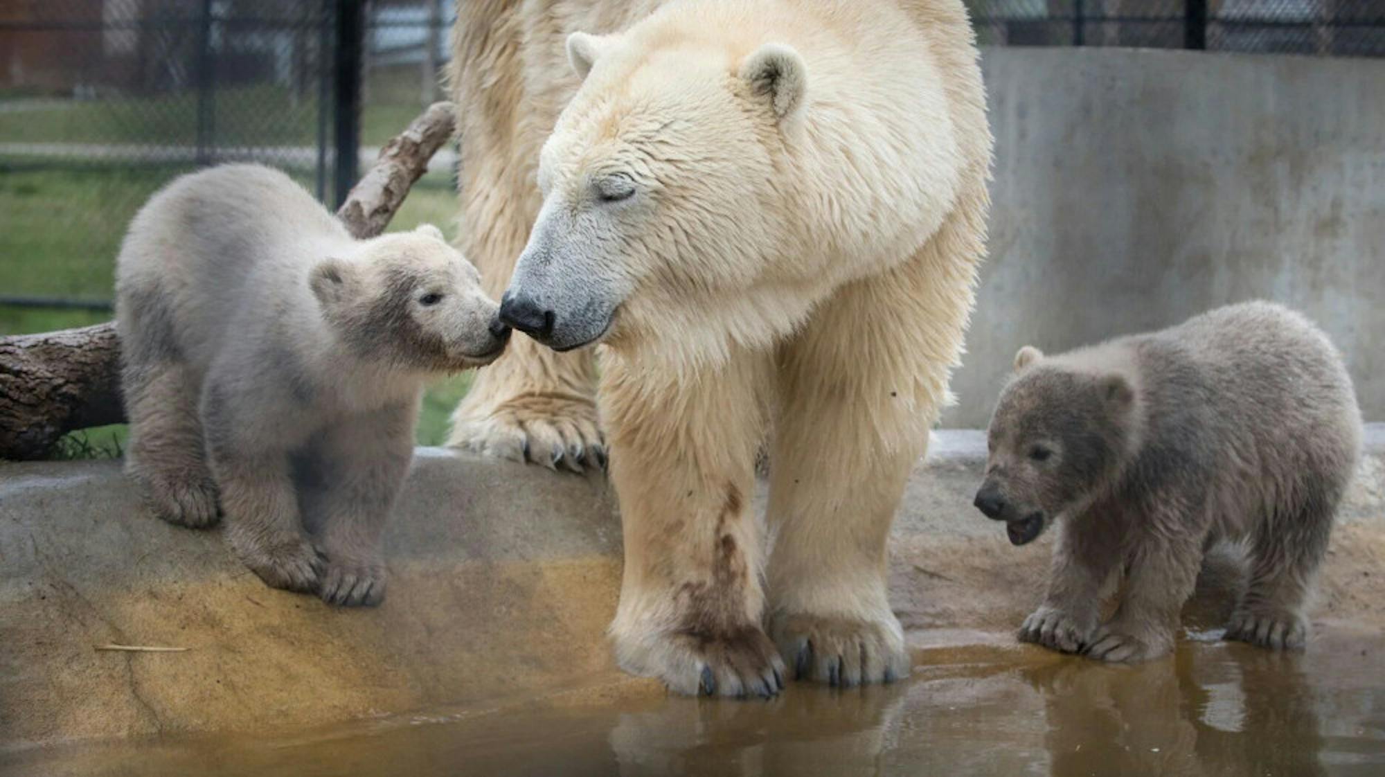 Columbus Zoo Polar Bears