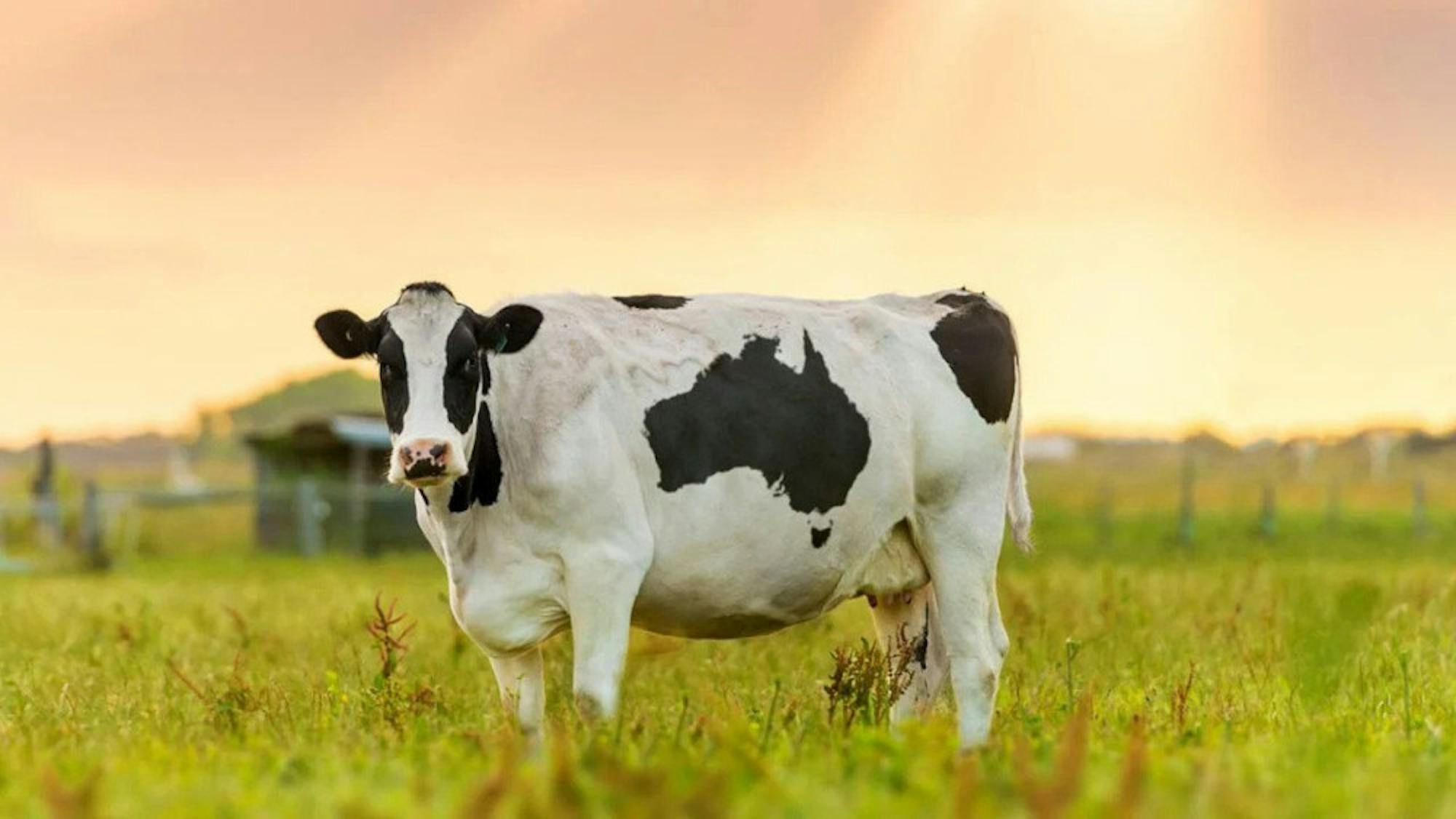 Cow