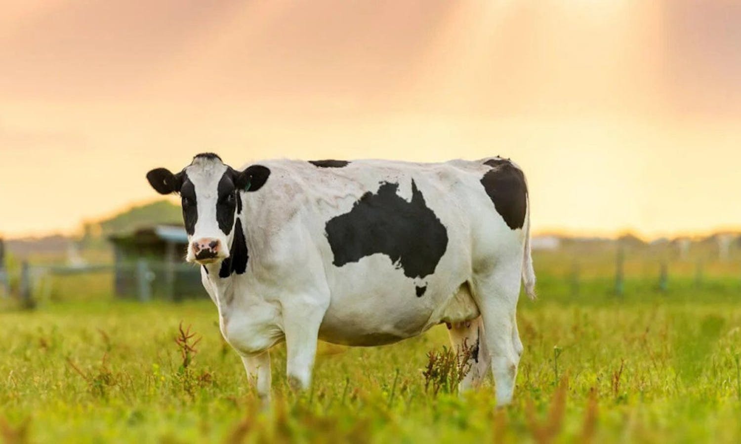 Cow