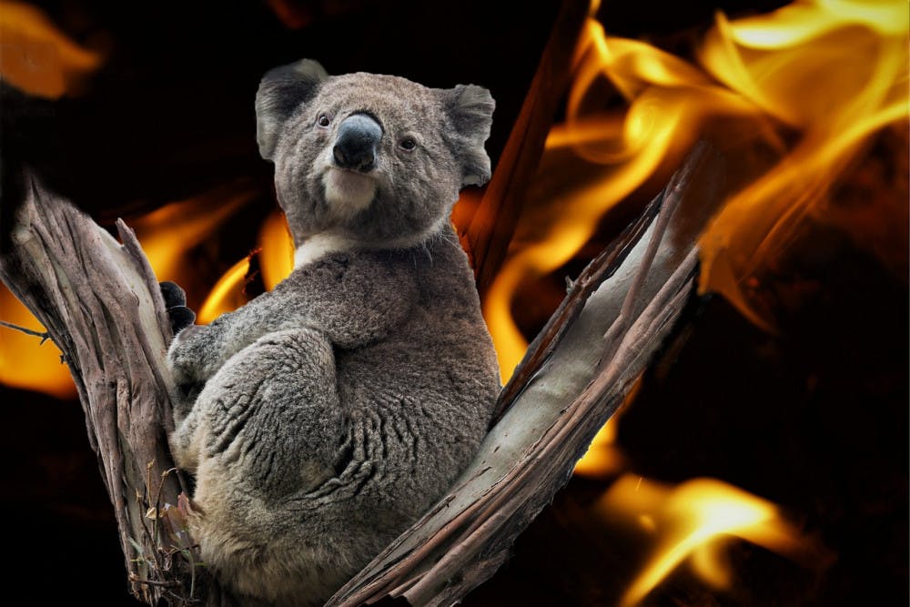Koala-in-Australia-fire-Photo-via-Pixabay