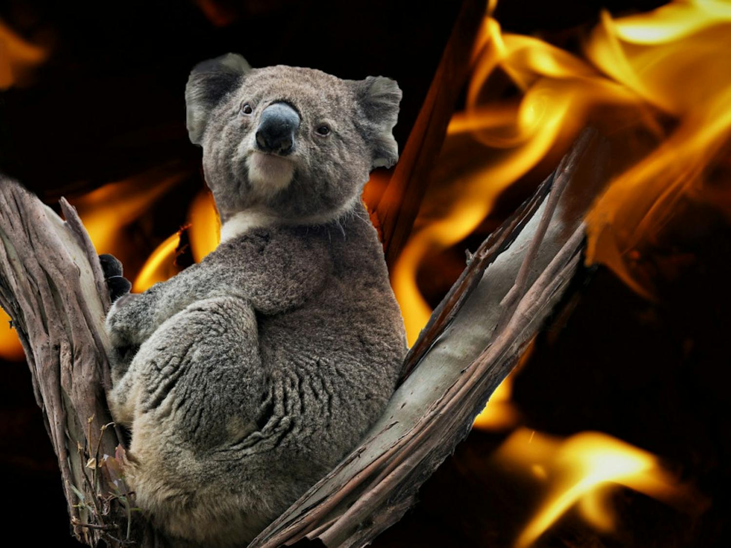 Koala-in-Australia-fire-Photo-via-Pixabay