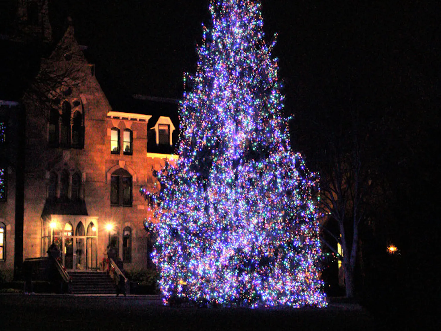 Xmas-Tree-2018-File-Photo