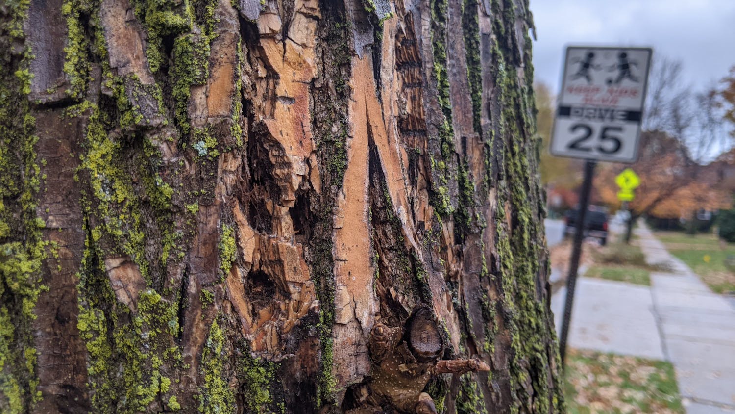 Apparent boreholes in an ash tree in South Orange. (Daniel O'Connor | The Setonian)
