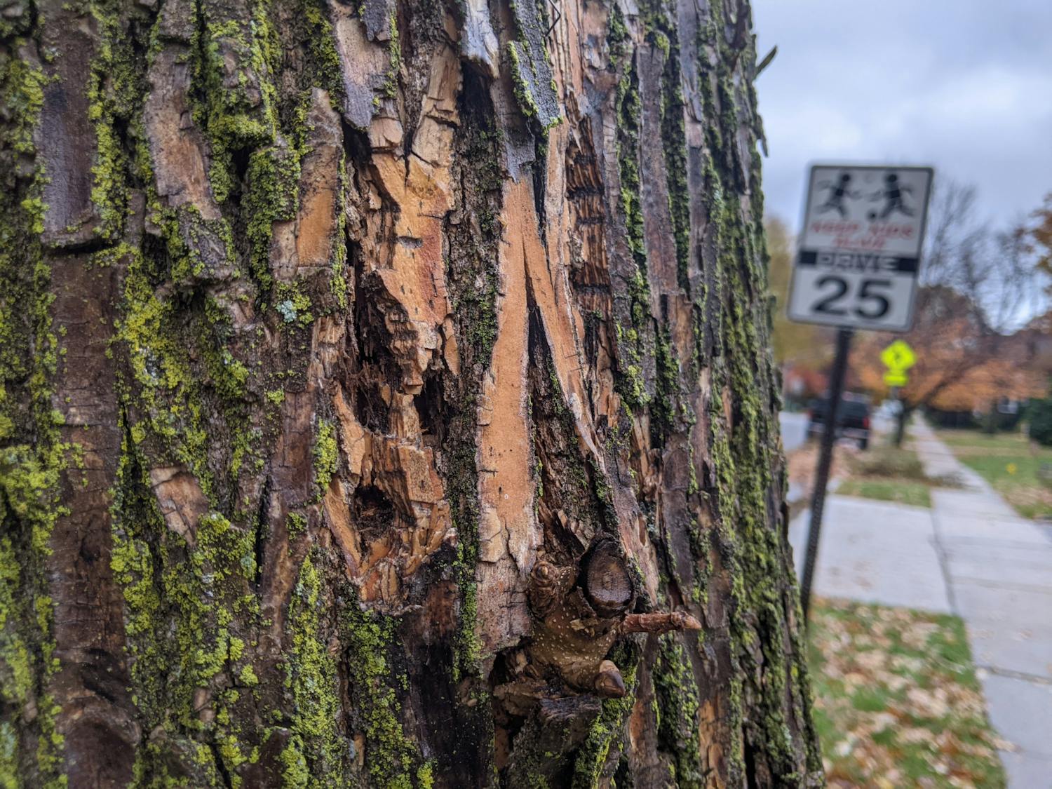 Apparent boreholes in an ash tree in South Orange. (Daniel O'Connor | The Setonian)