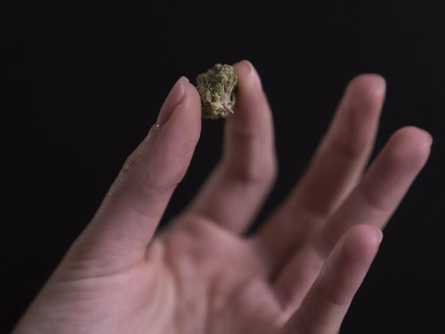 Weed (Photo via Flickr_Stock Catalog) .jpg