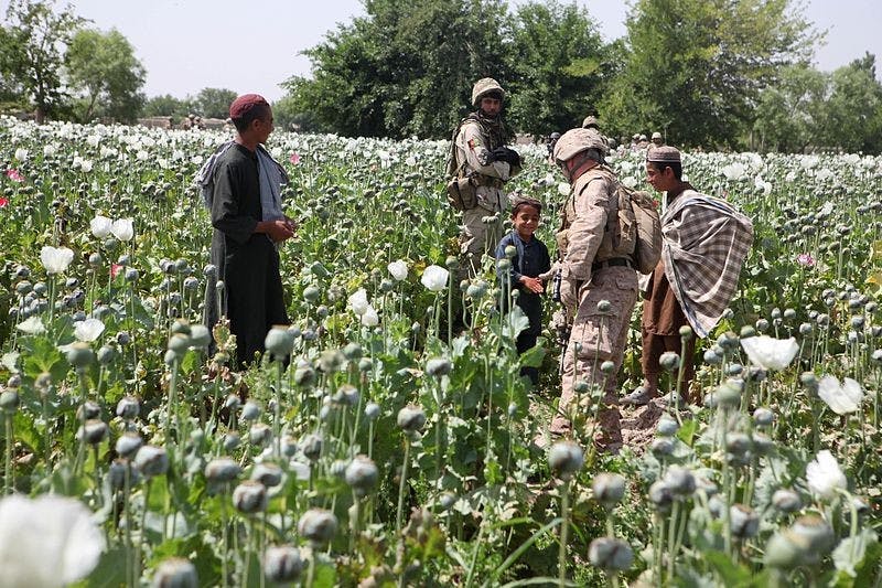 Opium Field