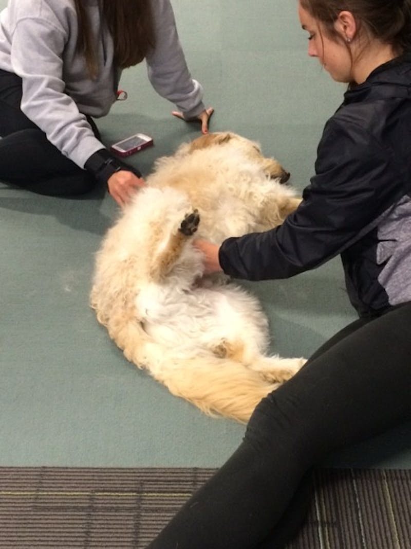 Cooper, a golden retriever/poodle mixed-breed, also known as a golden doodle, enjoys belly rubs from students.