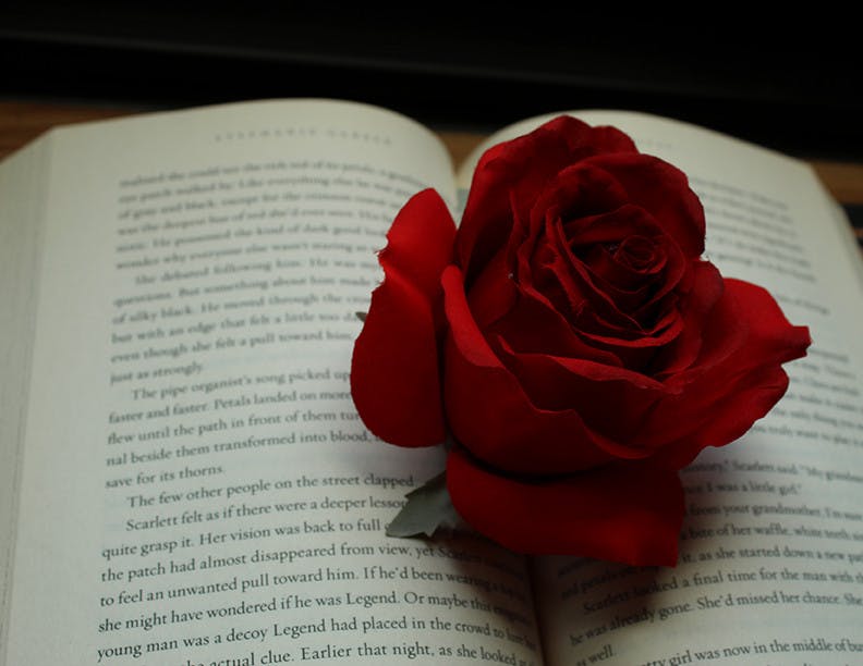 A rose placed onto of the open pages of “Caraval” by Stephanie Garber.