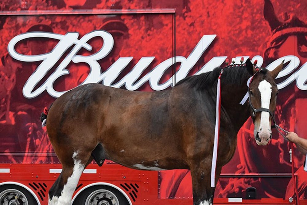 Budweiser Clydesdales excite Shippensburg