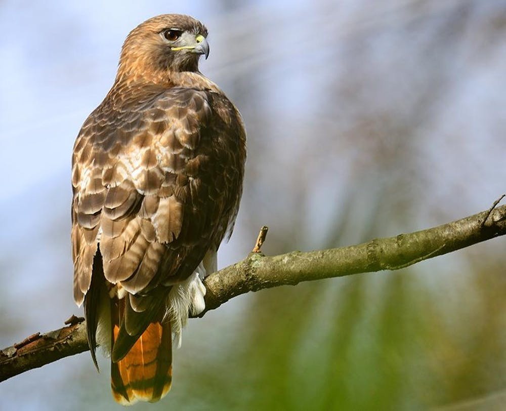 Big Red’s Bird Review: Red-tailed Hawk
