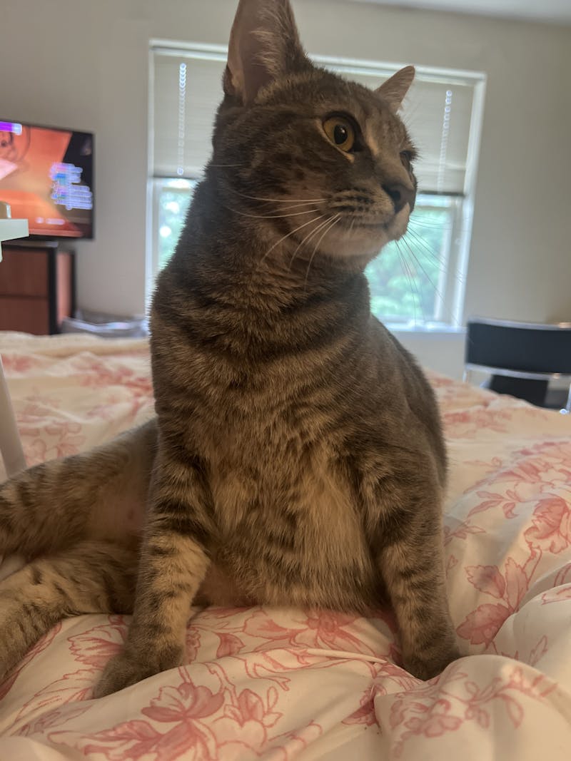 Tilly The Cat.JPG