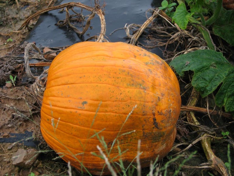 A sunken pumpkin sits in Chambersburg's Country Creek Produce Farm. Local weather has caused pumpkins in the area to grow sub-optimally.