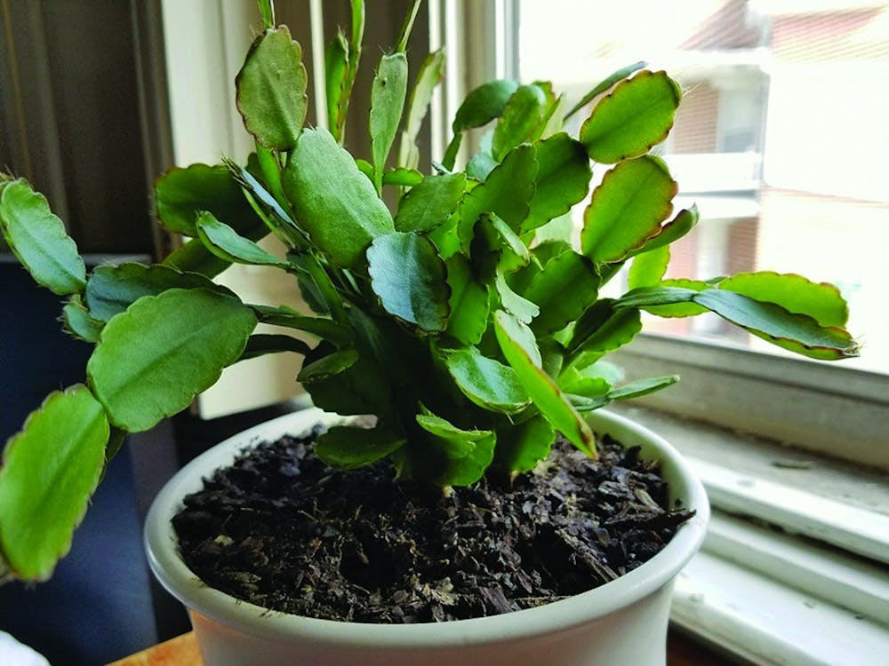 For houseplant murderers everywhere: six indestructible plants