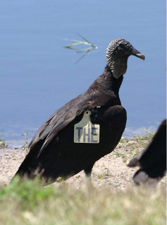 tagged vulture near water