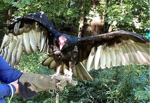 turkey vulture on glove