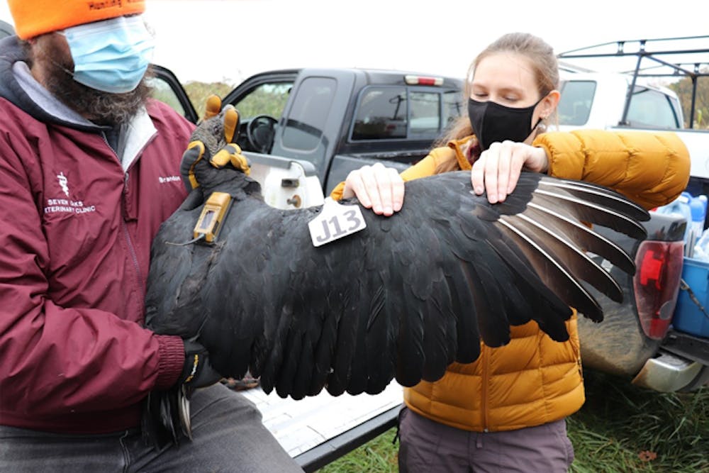 Researchers fit a black vulture with a numbered wing tag and a GPS transmitter as part of Purdue University research into the birds' movement across Indiana and Kentucky. The team tracked 24 black vultures over a three-year span to study habitat selection in agricultural landscapes. (Photo courtesy of Marian Wahl / Purdue University Department of Forestry and Natural Resources)