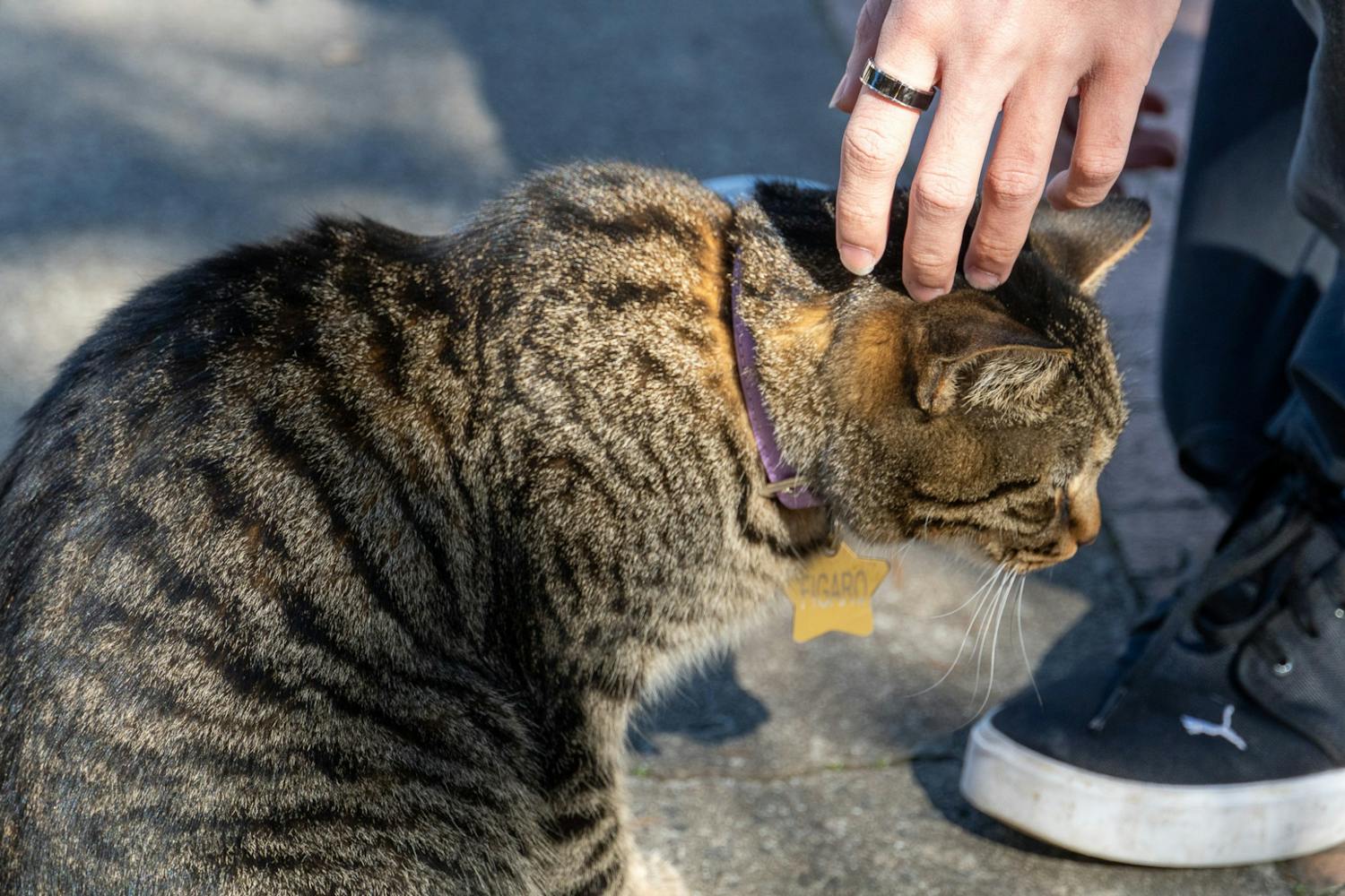 鶹С򽴫ý student pets cat outside of Close-Hipp on Feb. 14, 2022. The Carolina campus is home to several animals including birds, squirrels and cats.