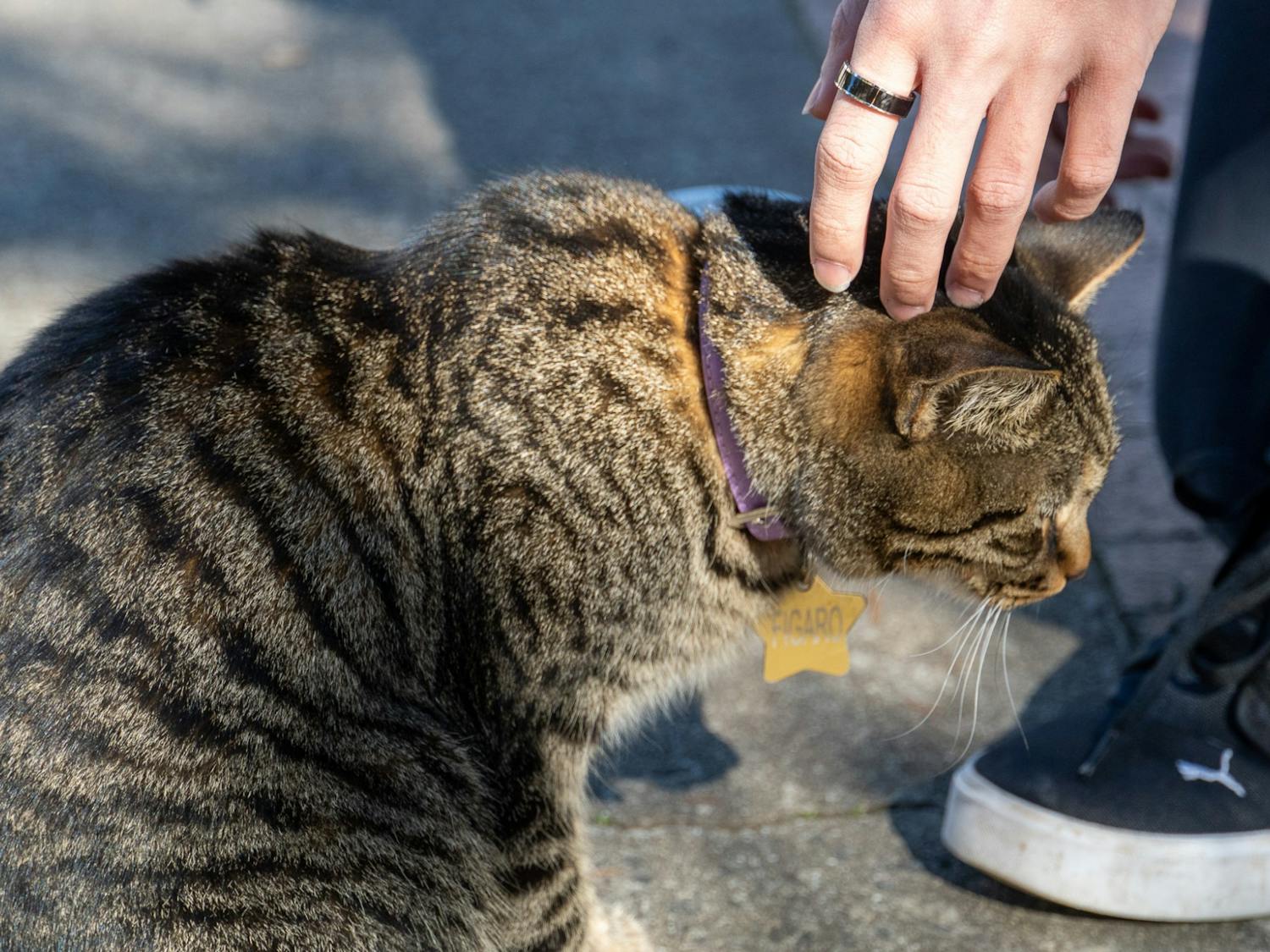 The Carolina campus is home to several animals including birds, squirrels and cats. Students walk from class to class in pathways inhabited by a wide variety of cute critters and cats.