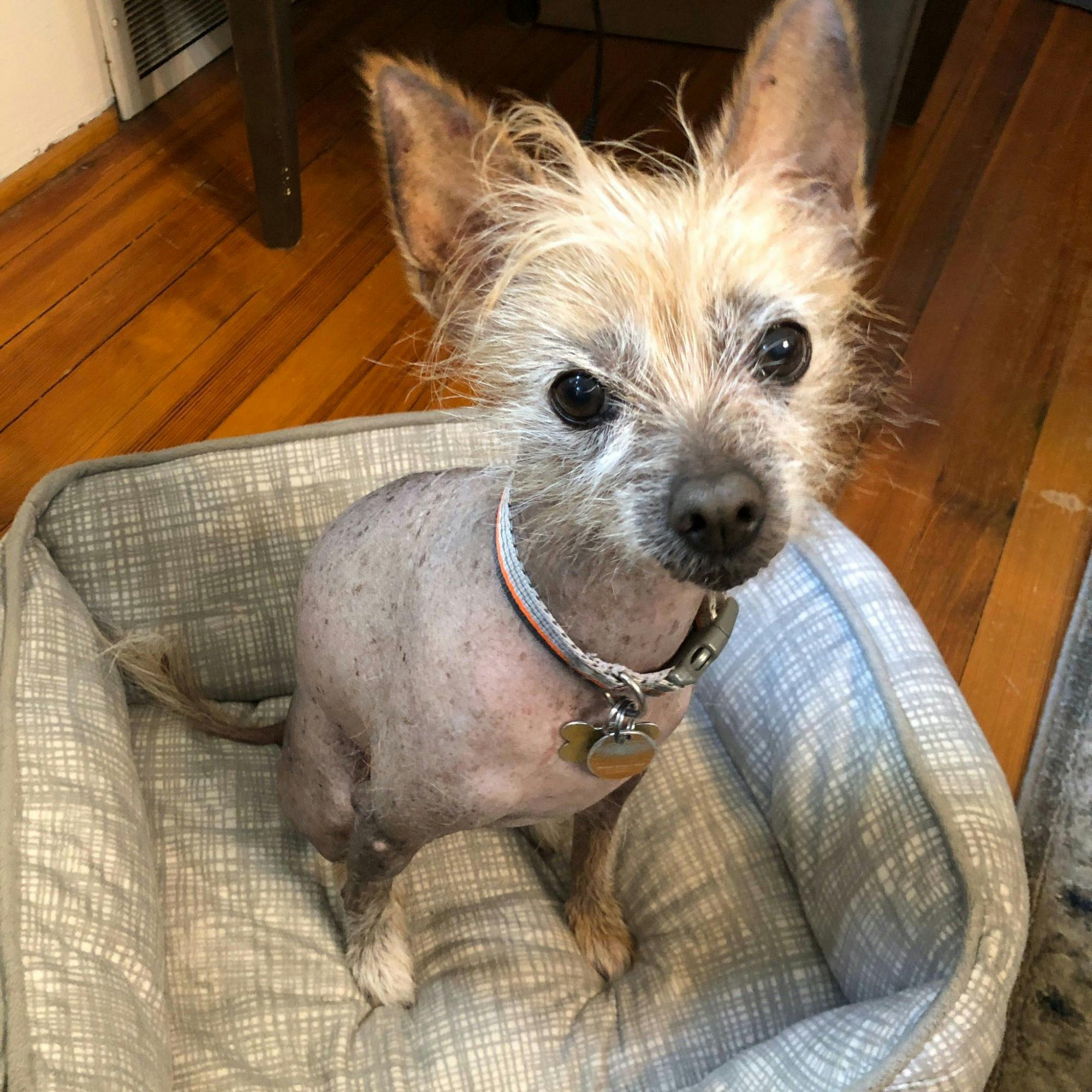 Louie tries to fight opossums in Columbia, South Carolina.