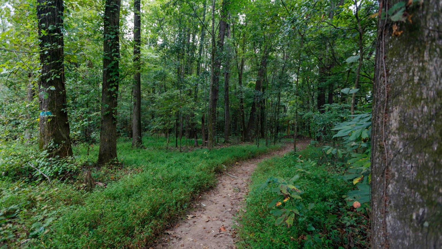 FILE — The trail to the Congaree Creek Heritage Preserve is surrounded by tall trees, wildlife and the scent of pine.&nbsp;