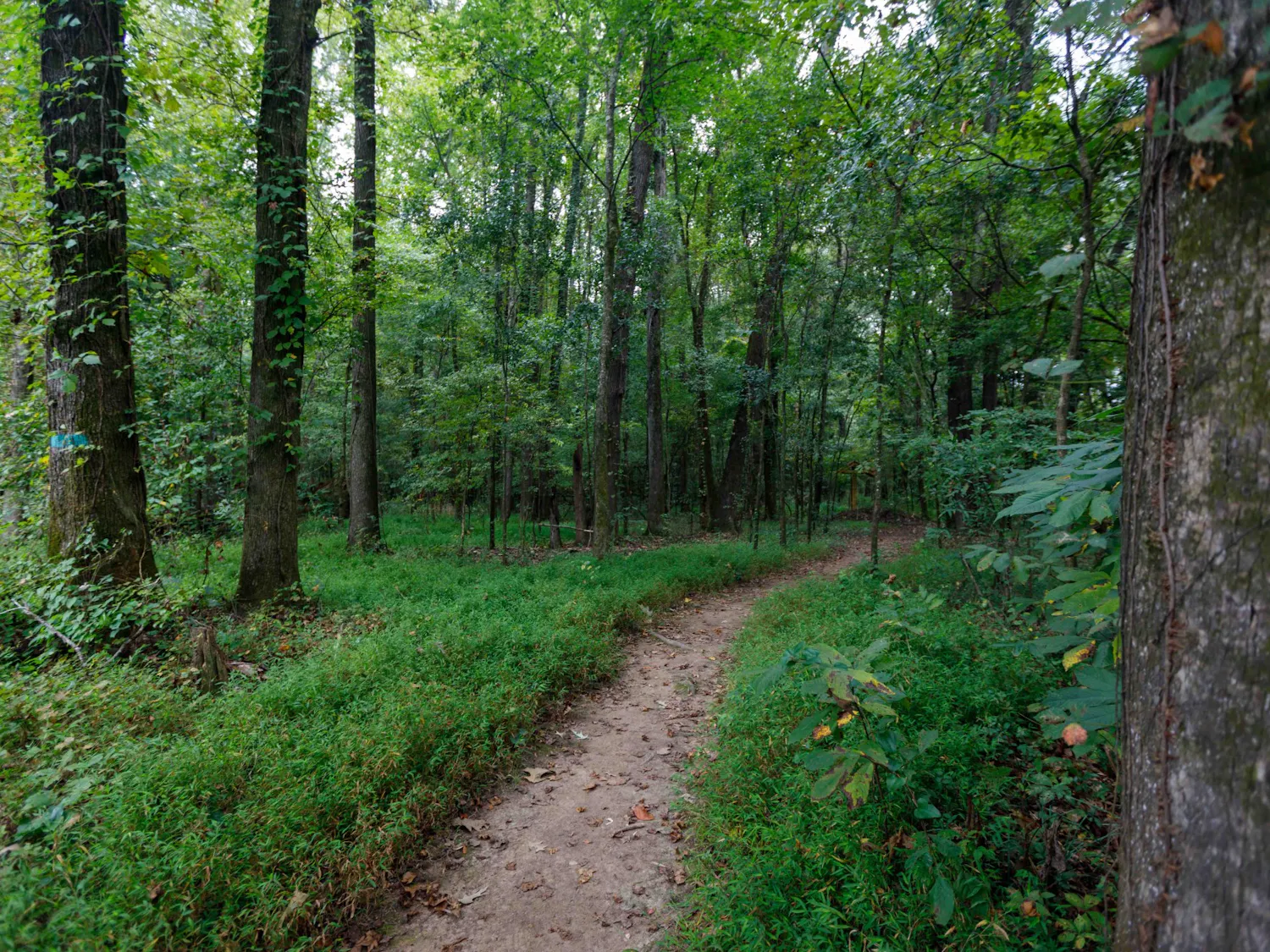 FILE — The trail to the Congaree Creek Heritage Preserve is surrounded by tall trees, wildlife and the scent of pine. 
