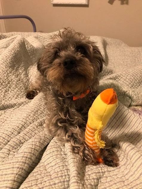 Willie likes to chase cats.