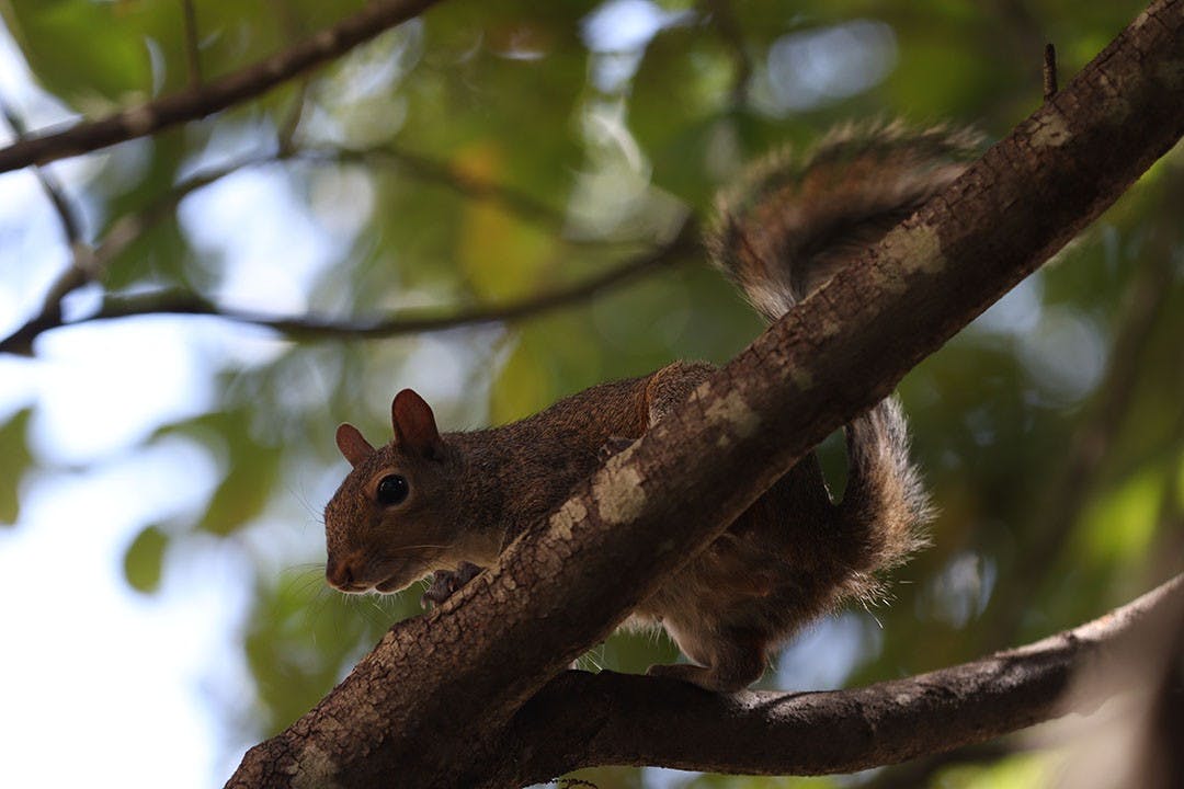 A squirrel sits on a branch in a tree outside of Russell House.