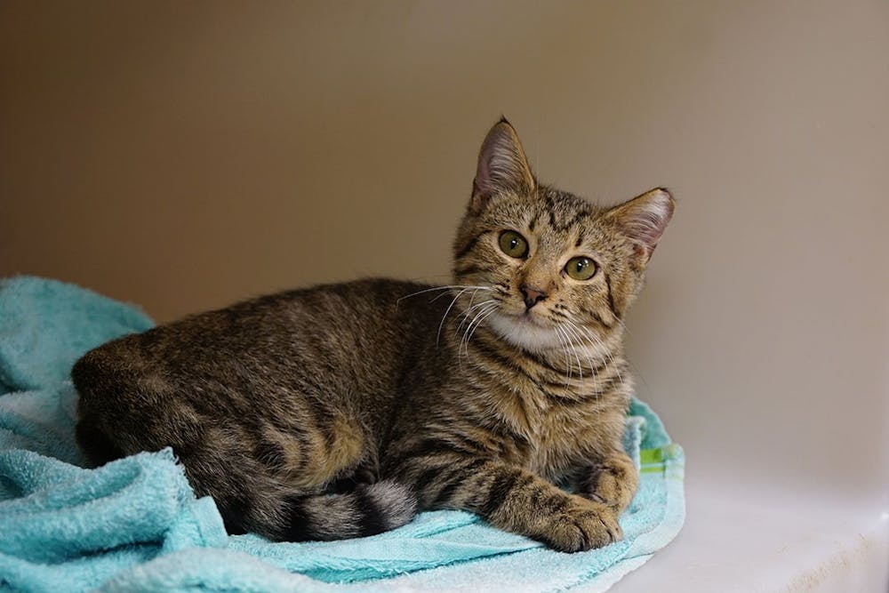 <p>Edolie, a domestic shorthair kitten at City of Columbia Animal Services, looks out from his kennel on Sept. 24, 2020.</p>