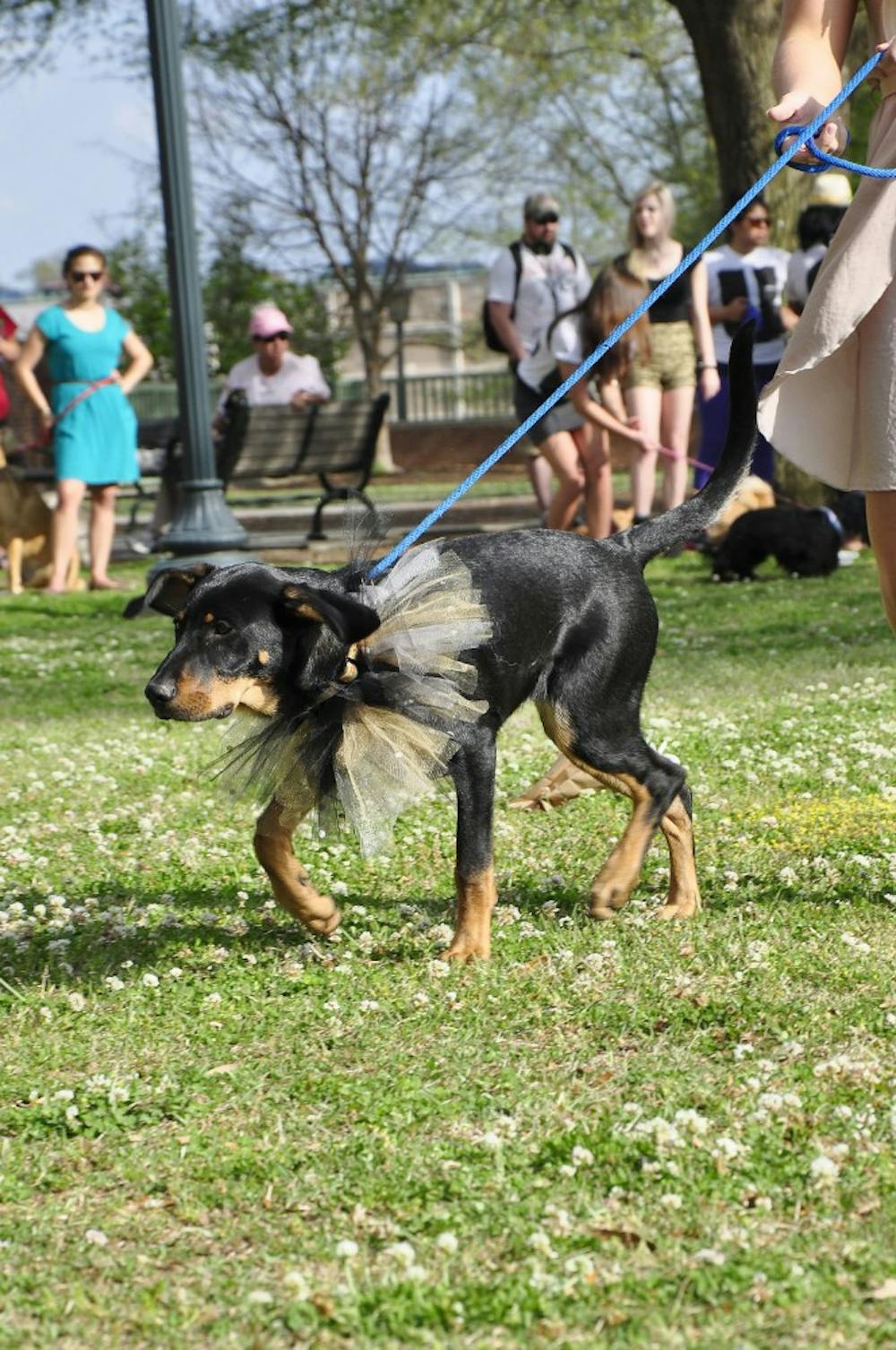 doggiefashionshow_brianalmond_018