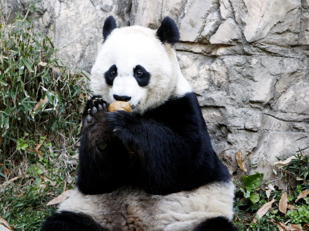 Mei Xiang, a female giant panda at the Smithsonian's National Zoo, pictured in this December 19, 2011 file photograph, gave birth to her second cub with Tian Tian as the result of artificial insemination. (Fang Zhe/Xinhua/Zuma Press/MCT)