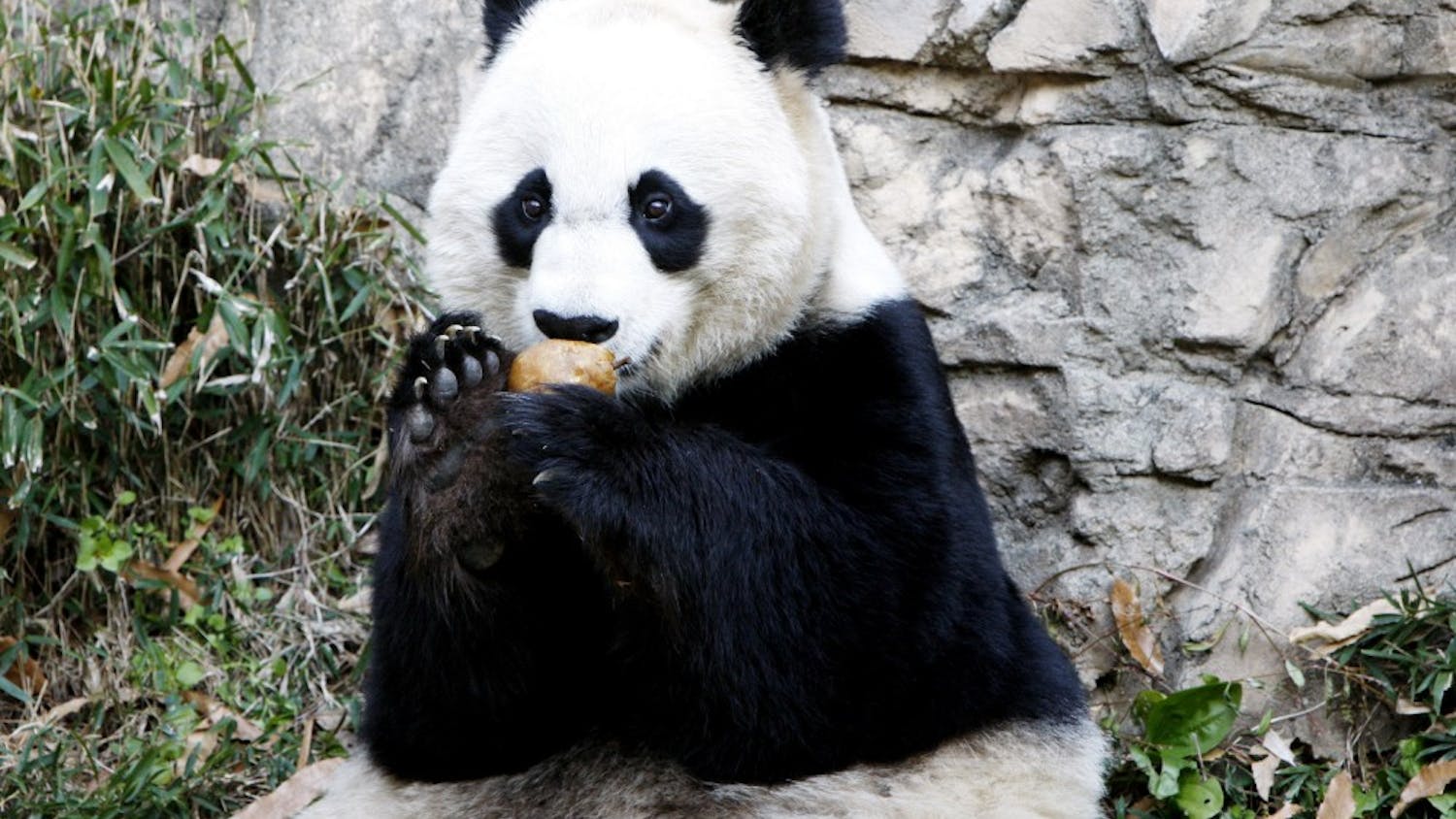 Mei Xiang, a female giant panda at the Smithsonian's National Zoo, pictured in this December 19, 2011 file photograph, gave birth to her second cub with Tian Tian as the result of artificial insemination. (Fang Zhe/Xinhua/Zuma Press/MCT)