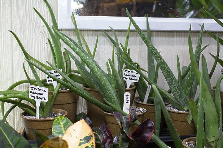 ALOE VERA- A special type of succulent is Aloe vera. This type of plant provides a gel that you can extract and use at home the same way you would use a store-bought bottle. Since these are a type of succulent, they don’t require a lot of water. These guys can be watered as little as every three weeks. These are perfect for students with schedules that don’t allow for a lot of time to water plants.