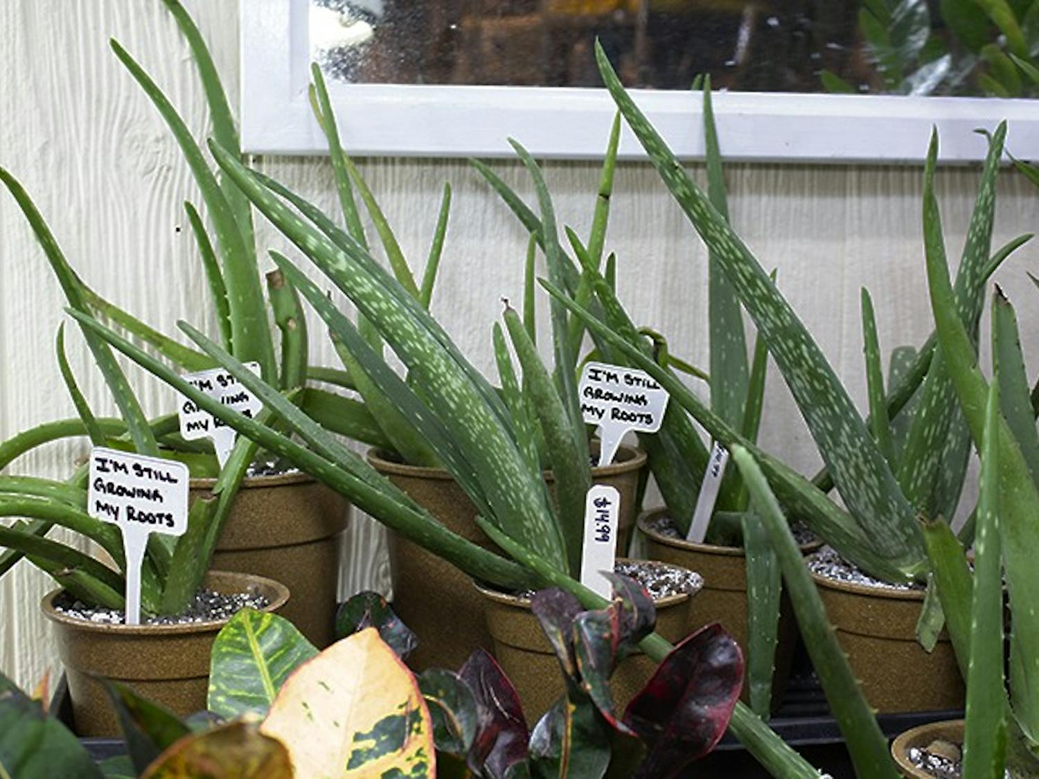 ALOE VERA- A special type of succulent is Aloe vera. This type of plant provides a gel that you can extract and use at home the same way you would use a store-bought bottle. Since these are a type of succulent, they don’t require a lot of water. These guys can be watered as little as every three weeks. These are perfect for students with schedules that don’t allow for a lot of time to water plants.
