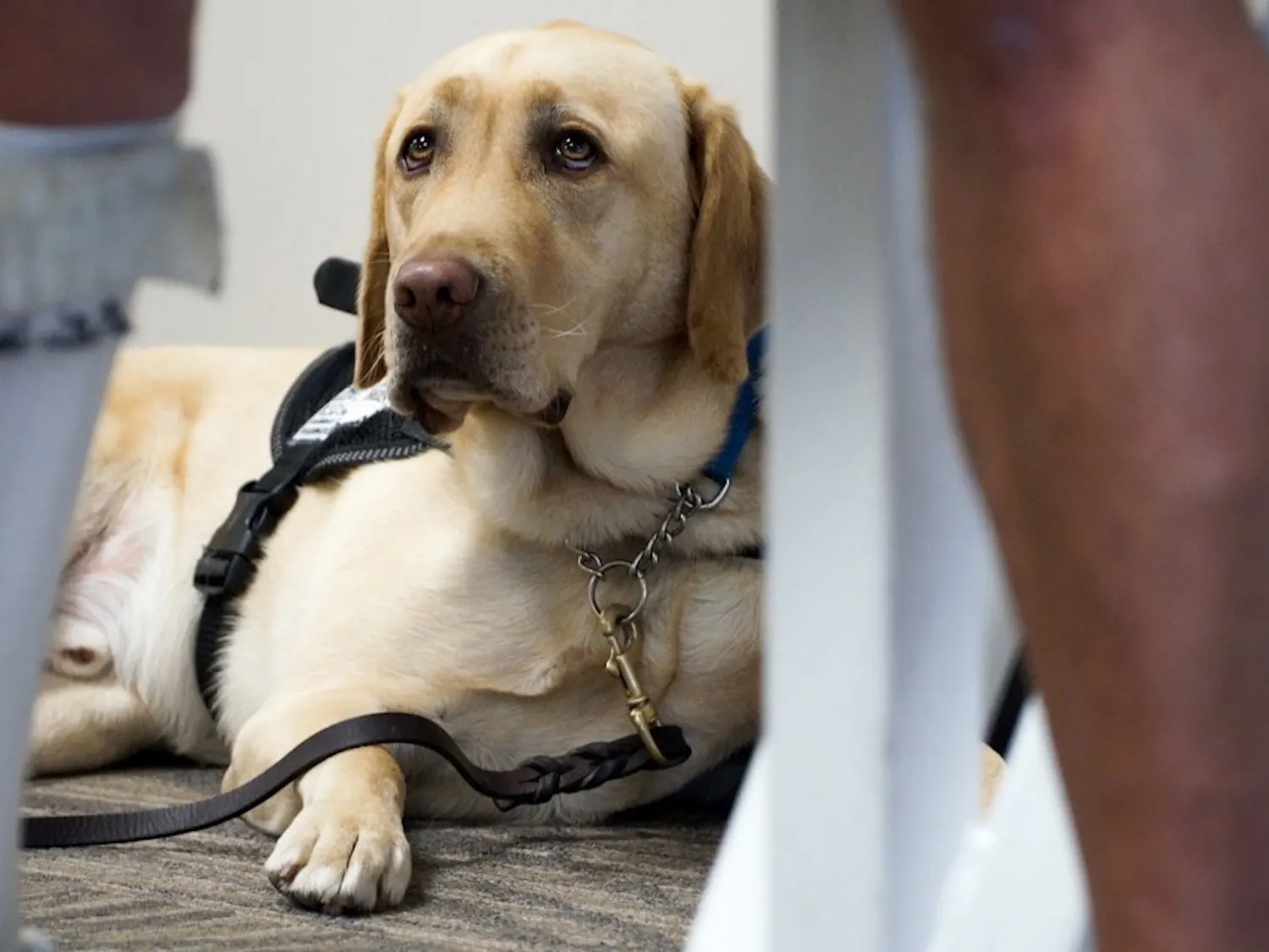 Southwest Airlines has announced new requirements for passengers who want to fly with a service animal or emotional support animal. (Shelly Yang/Kansas City Star/TNS)