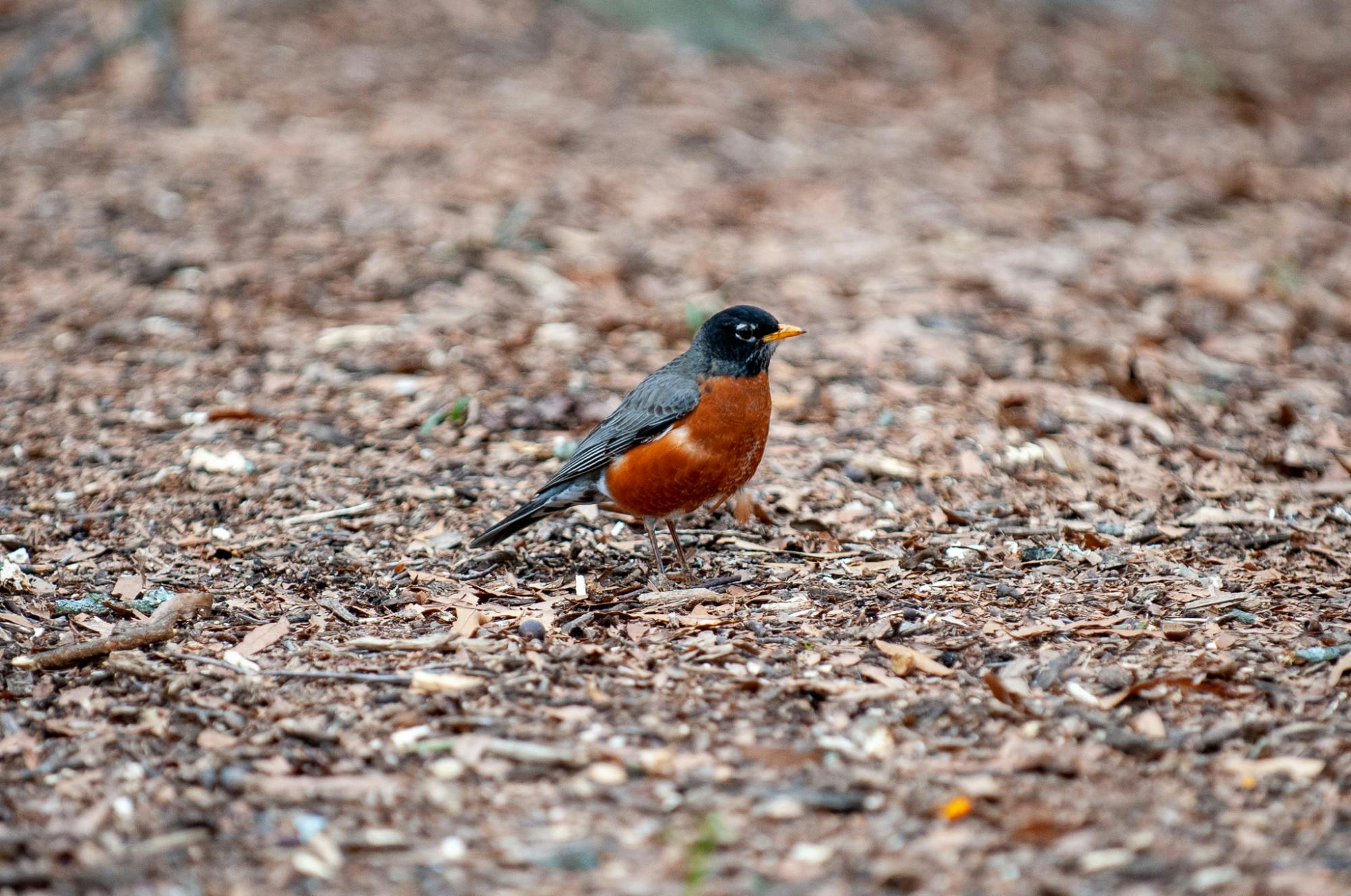 The Carolina campus is home to several animals including birds, squirrels and cats.