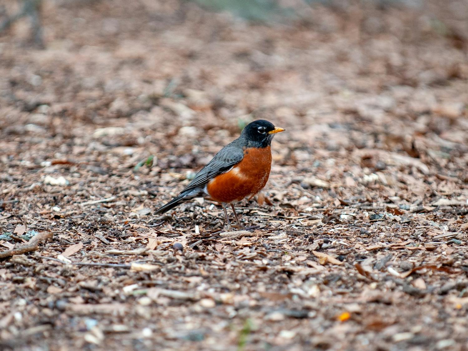 The Carolina campus is home to several animals including birds, squirrels and cats.