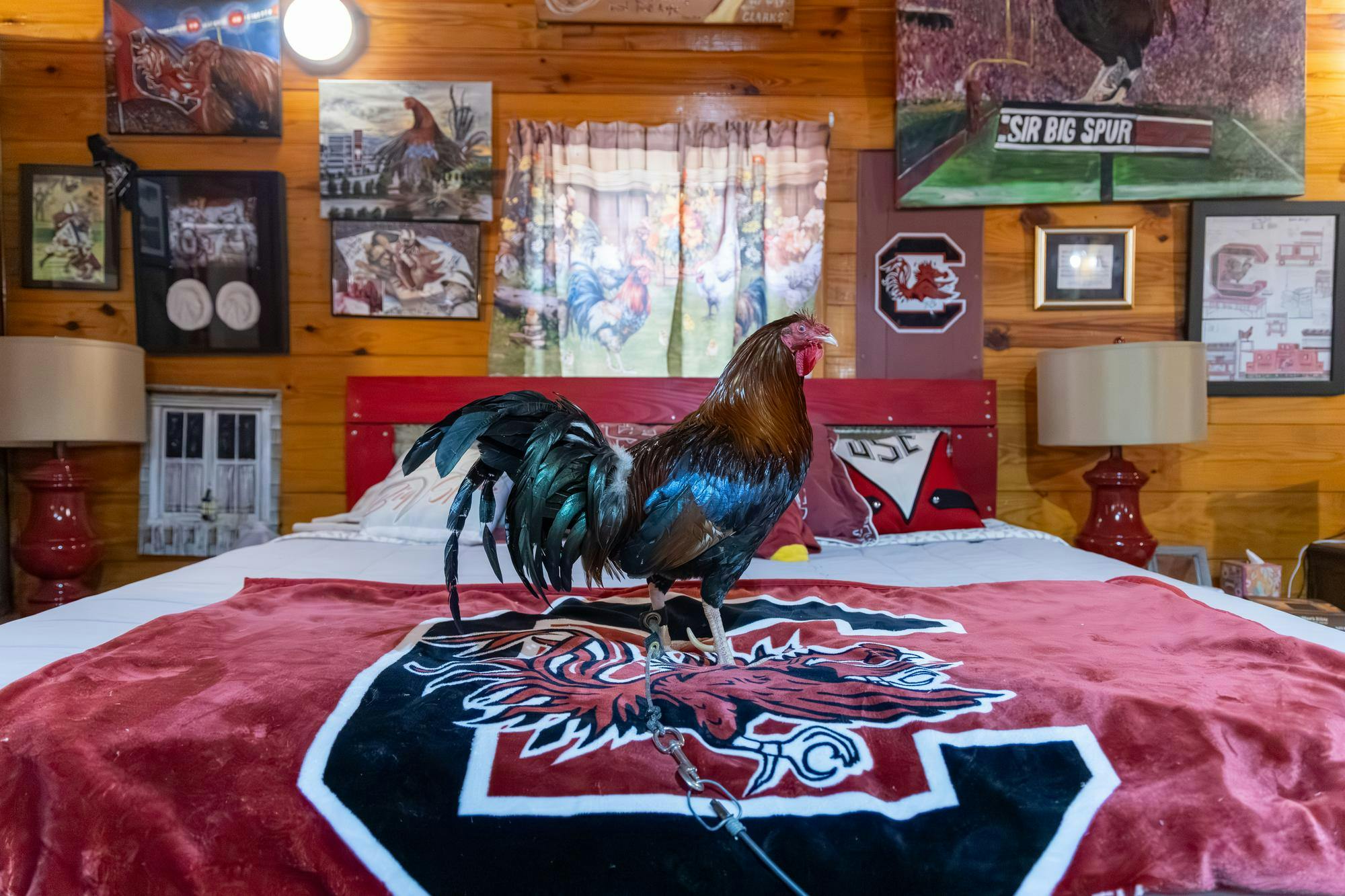 USC live mascot Sir Big Spur stands in a Gamecock-themed bedroom at Thee SBS Roost in Edgefield, South Carolina, on Nov. 12, 2025. The room is decorated with Gamecock memorabilia and is rented out as an AirBNB by Sir Big Spur's owners Van and Beth Clark.