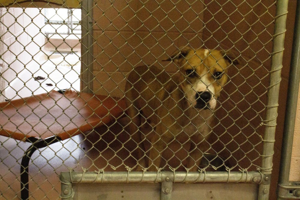 <p>A dog sits in his kennel at the City of Columbia Animal Services on Sept. 24, 2020. &nbsp;</p>