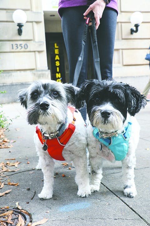 Roxie and Dutch, 11 years old, schnoodles (schnauzer/poodle). They are brother and sister.