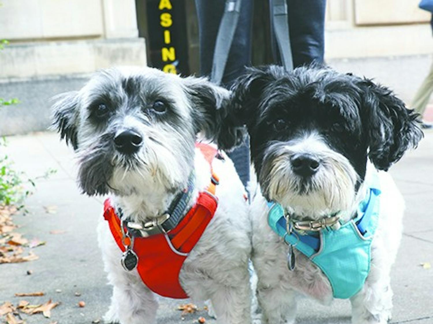 Roxie and Dutch, 11 years old, schnoodles (schnauzer/poodle). They are brother and sister.