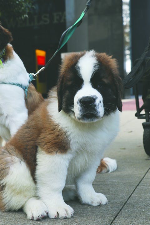 Hagrid, 10 weeks, Saint Bernard