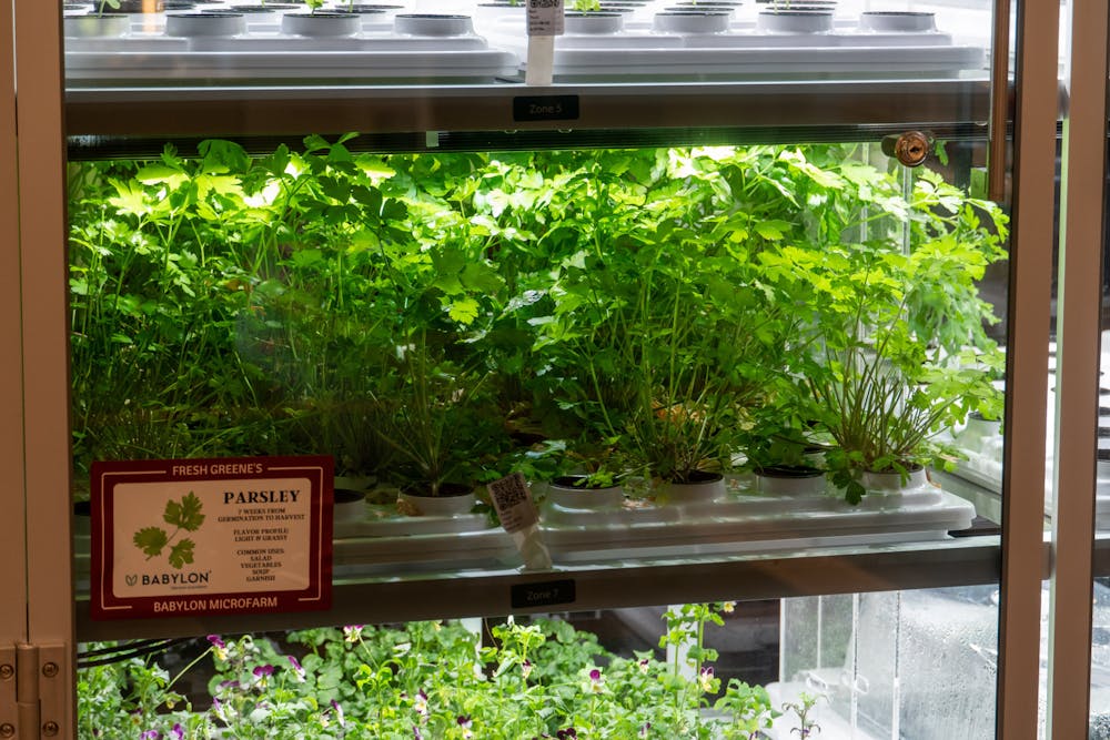 <p>Closeup of Parsley in the Fresh Greene's preservation container on Sept. 20, 2022. Fresh Greene's, an organic buffet style eatery located in Russell House, serves as a fresh and healthier alternative food option to the campus community.</p>