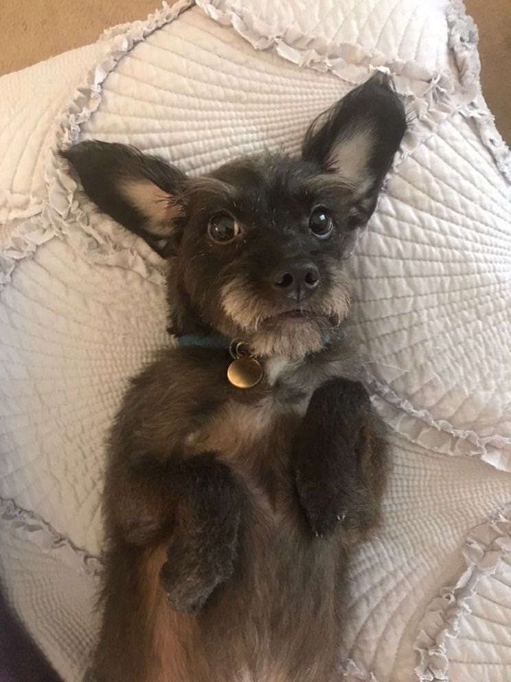 Polly has a spunky personality and great supervisory skills.