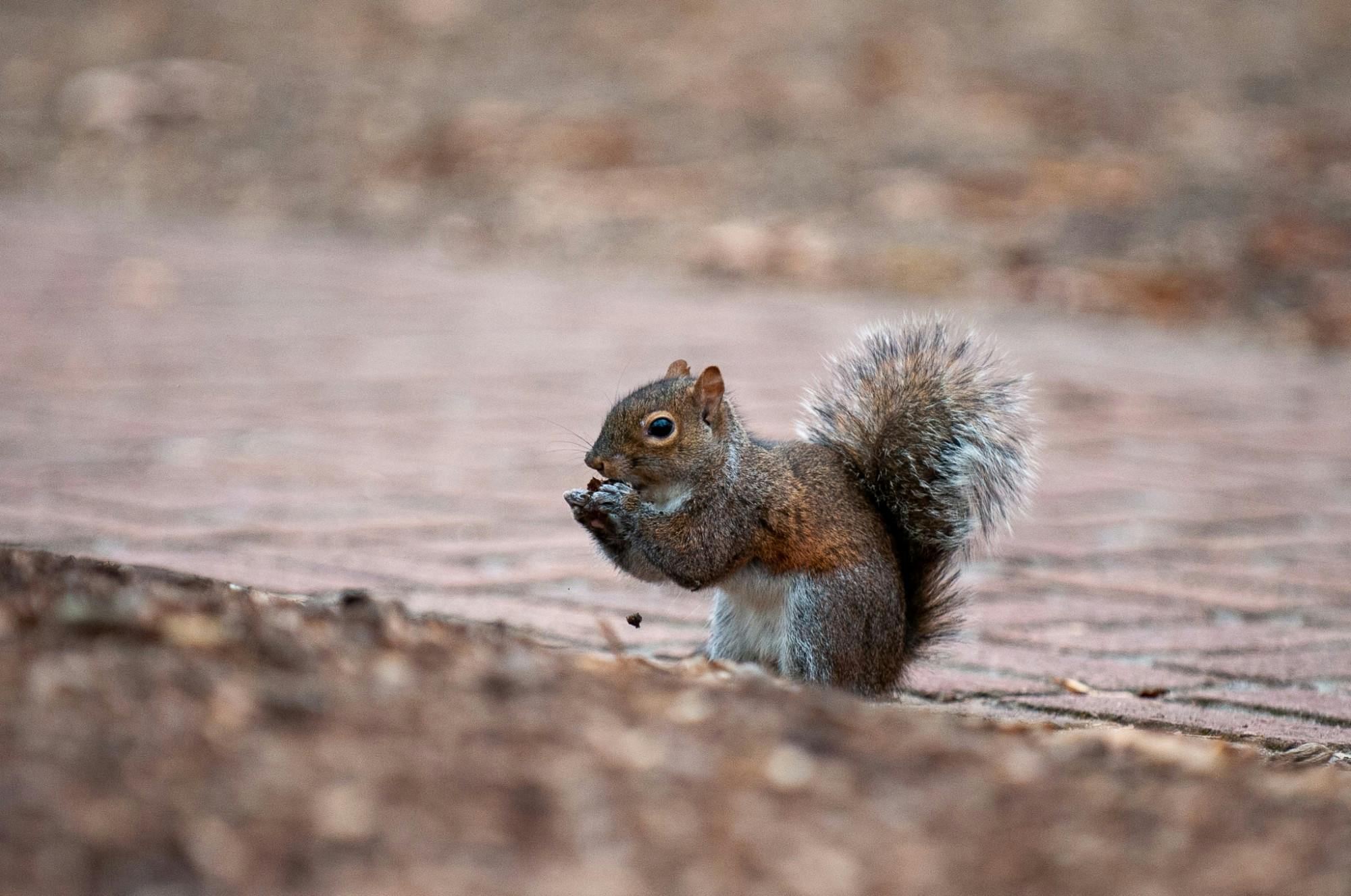 A squirrel sits outside on the bricks located outside of Russell House on Feb. 6, 2022. The Carolina campus is home to several animals including birds, squirrels and cats.