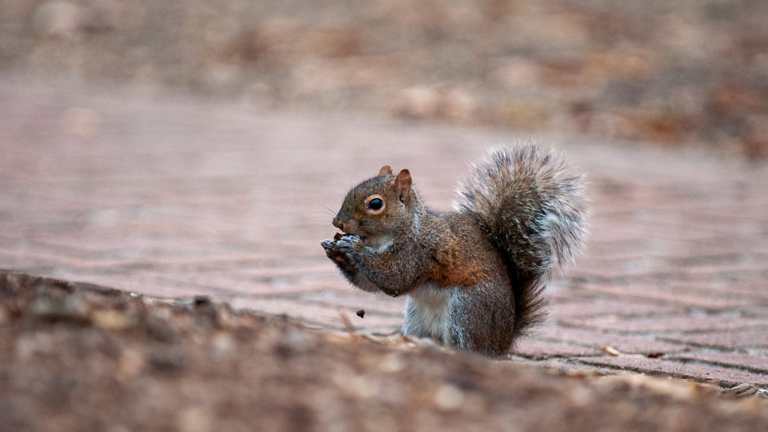 A squirrel sits outside on the bricks located outside of Russell House on Feb. 6, 2022. The Carolina campus is home to several animals including birds, squirrels and cats.