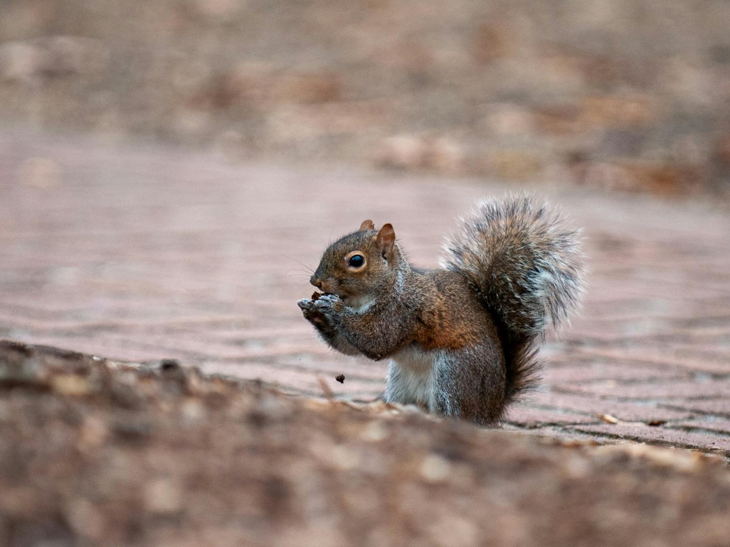 A squirrel sits outside on the bricks located outside of Russell House on Feb. 6, 2022. The Carolina campus is home to several animals including birds, squirrels and cats.