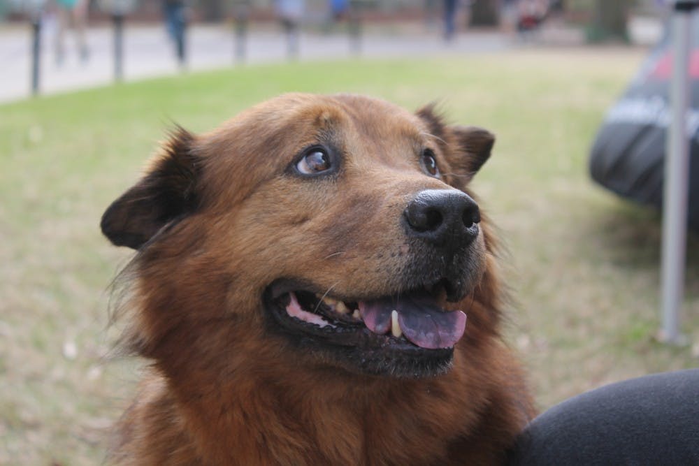 Soda City is Columbia, S.C.'s Main Street market focused on the brain, body, and belly. This event is every Saturday from 9am-1pm year-round, rain or shine. It highlights local businesses, farmers, restraurants, artists, and musicians from around South Carolina. 